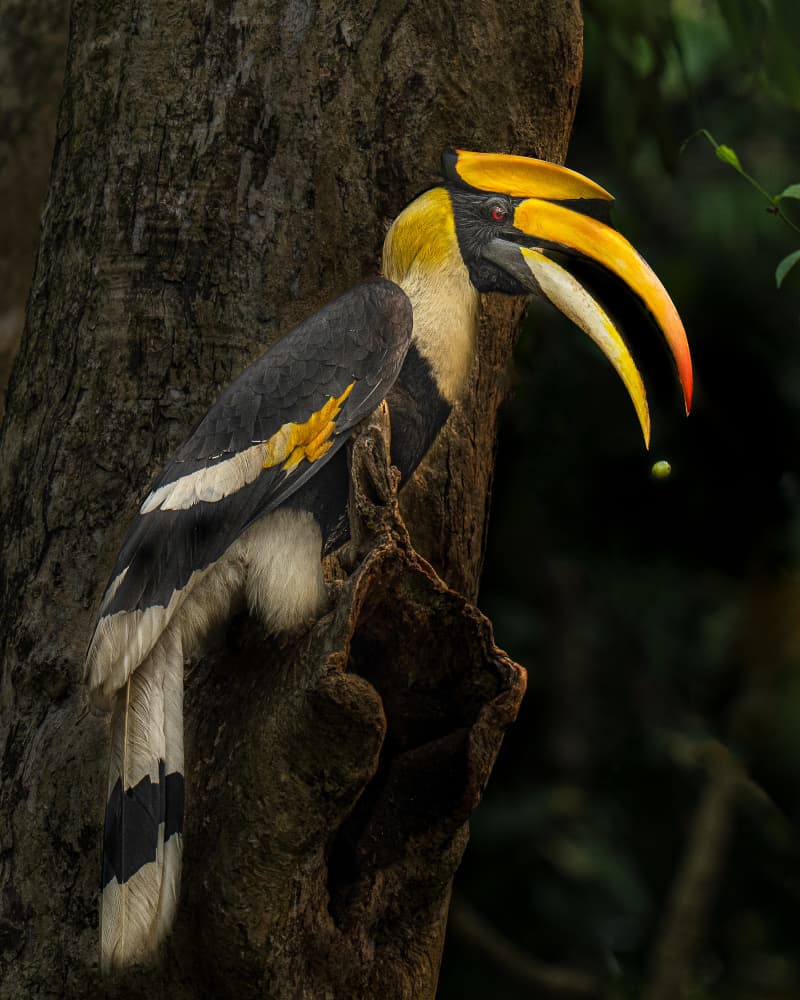 Vibrant Hornbill Perch by Yogesh Bhatia — canvas wall art