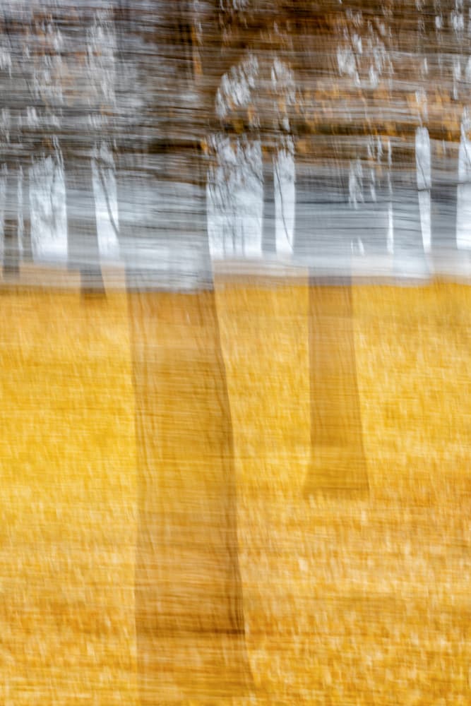 Blurred Golden Forest by Xiaohong Zhang — canvas wall art