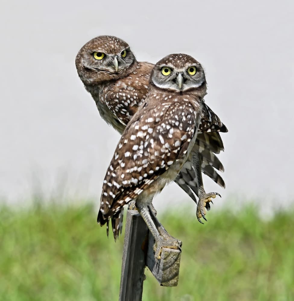 Burrowing Owl Pair by Jane Lyons — canvas wall art