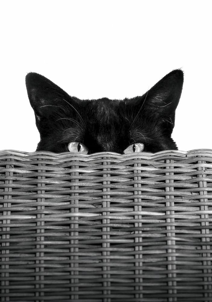 Peeking Cat Eyes by Giorgio Toniolo — canvas wall art