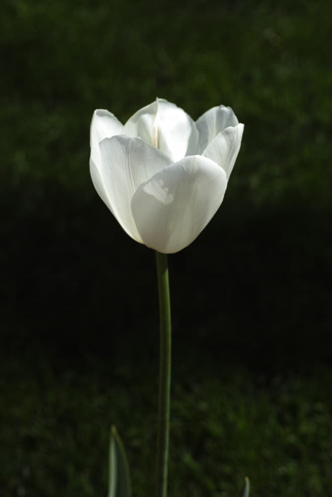 Elegant White Tulip by engin akyurt — canvas wall art