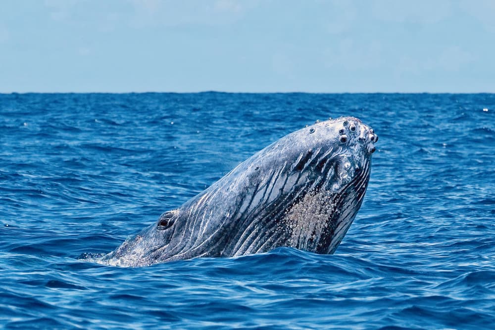 Majestic Humpback Whale by Serge Melesan — canvas wall art