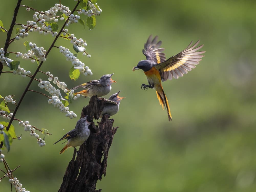 Wild Bird Feeding by Muljati Hidajat — canvas wall art
