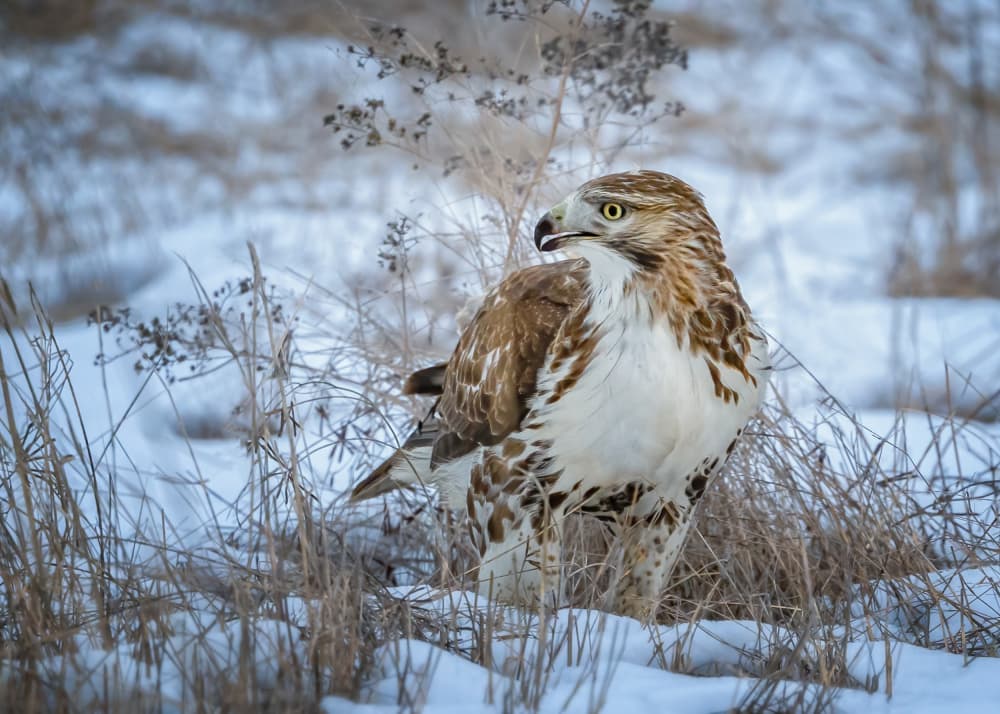 Vigilant Winter Hawk by Jennifer Chen APA — canvas wall art