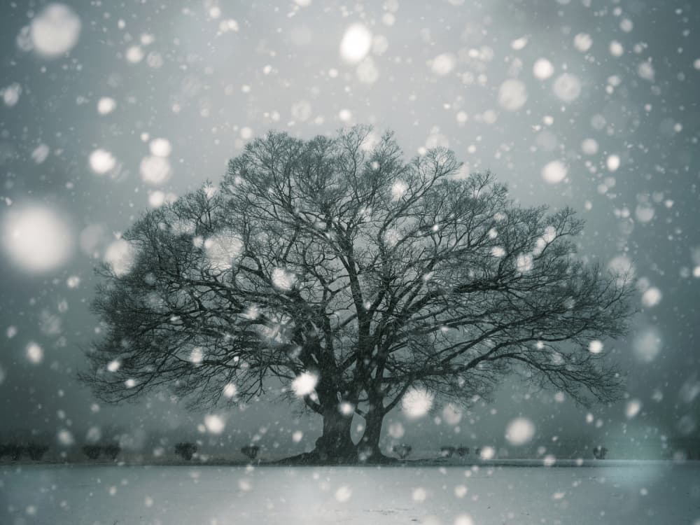 Solitary Winter Tree by Keigo Tatara — canvas wall art