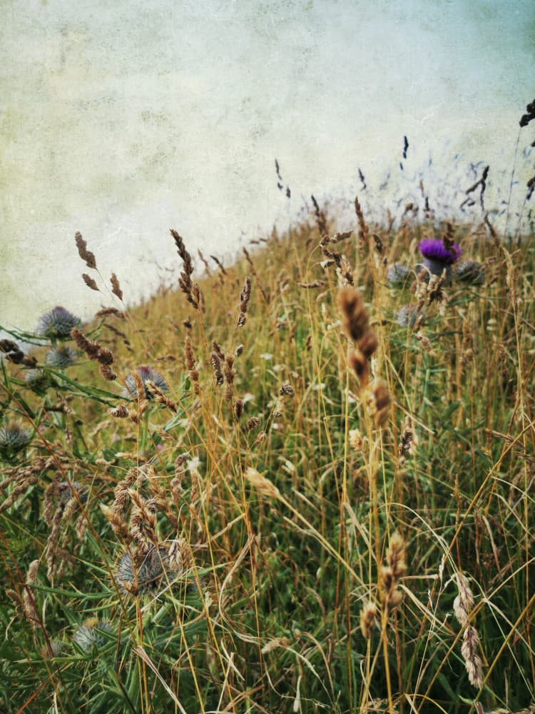 Wild Thistle Field by Angelo Cerantola — canvas wall art