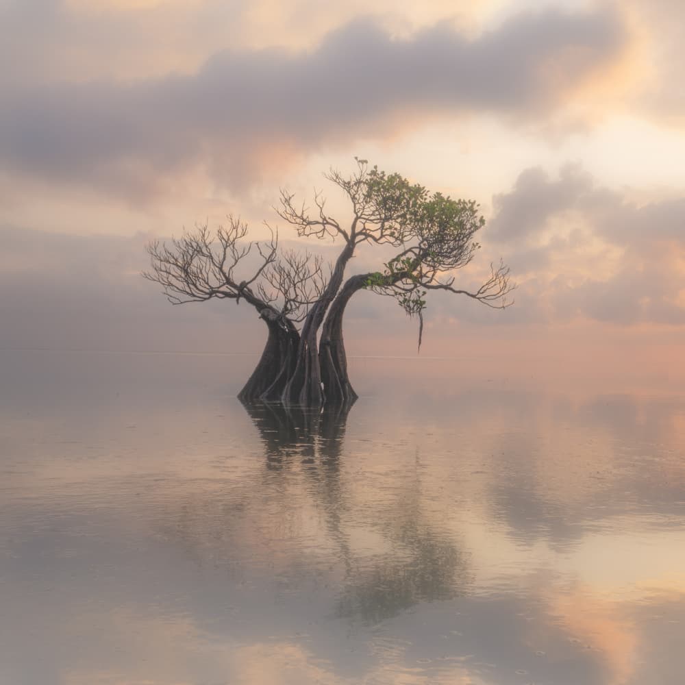 Misty Tree Reflection by Dawn X W — canvas wall art