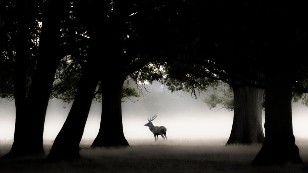 Misty Forest Stag by Kutub Uddin — canvas wall art
