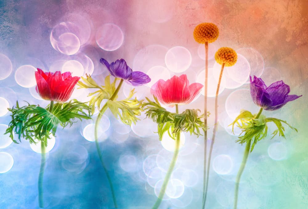 Dreamy Pastel Flowers by Hilda van der Lee — canvas wall art