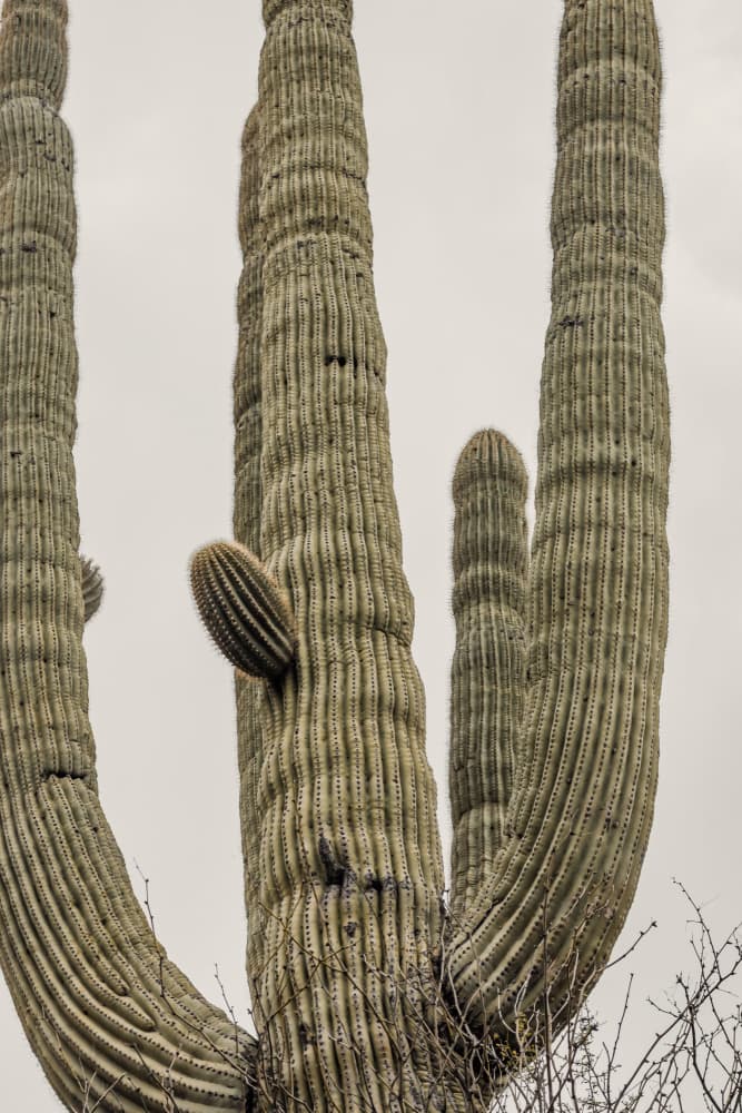 Towering Saguaro Cacti by Stephanie Klatt — canvas wall art