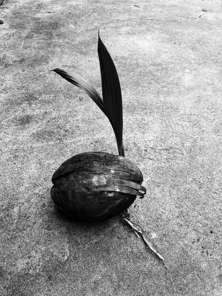 Emerging Coconut Plant by Santhosh ch — canvas wall art