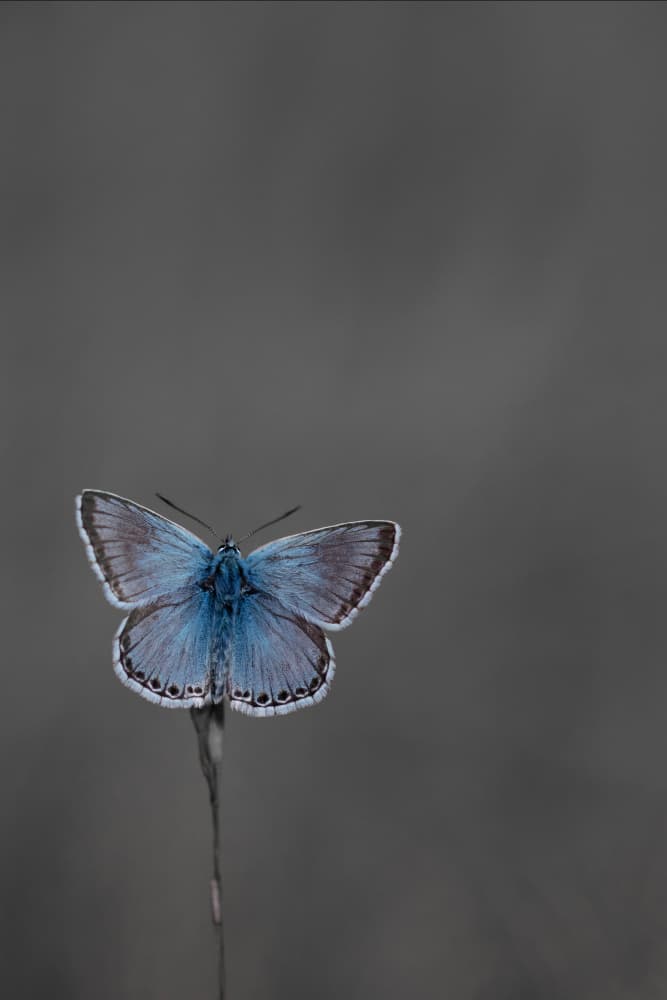 Serene Blue Butterfly by Daan de Vos — canvas wall art