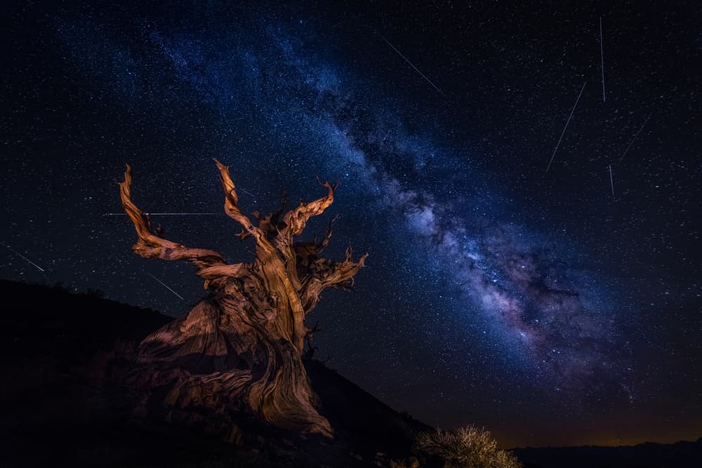 Ancient Tree Starry Night by Michael Zheng — canvas wall art