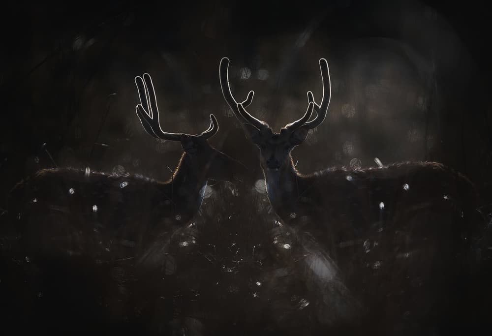 Ethereal Spotted Deer by swapnil deshpande — canvas wall art