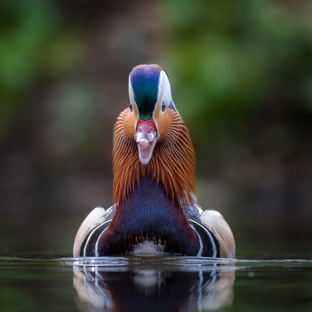 Vibrant Mandarin Duck Portrait by Cristian Vasile — canvas wall art