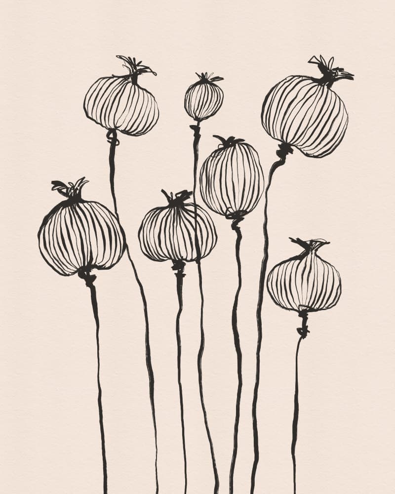 Graceful Poppy Pods by CATS AND DOTZ — canvas wall art