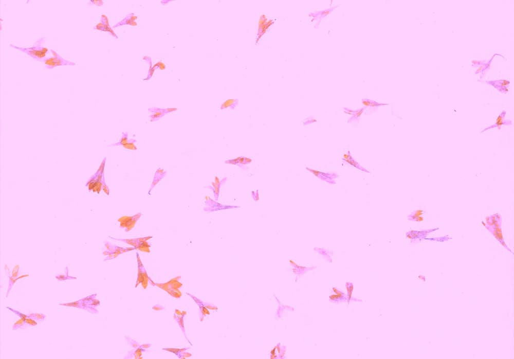 Scattered Pink Petals by Santhosh ch — canvas wall art