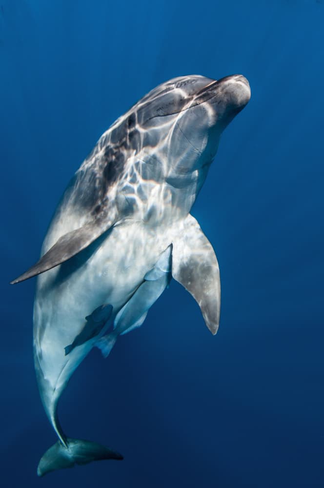 Graceful Dolphin Underwater by Cédric Péneau — canvas wall art