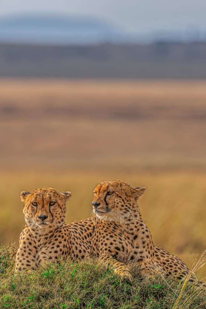 Savanna Cheetah Pair by Yogesh Bhatia — canvas wall art