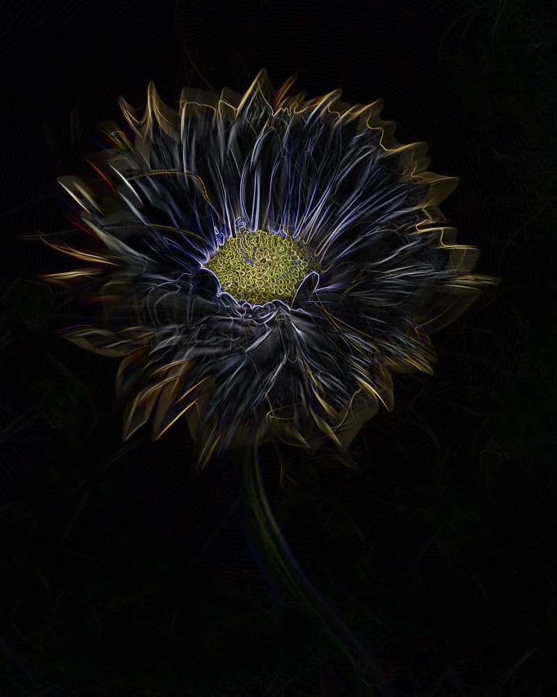 Glowing Night Bloom by Linda Lu — canvas wall art