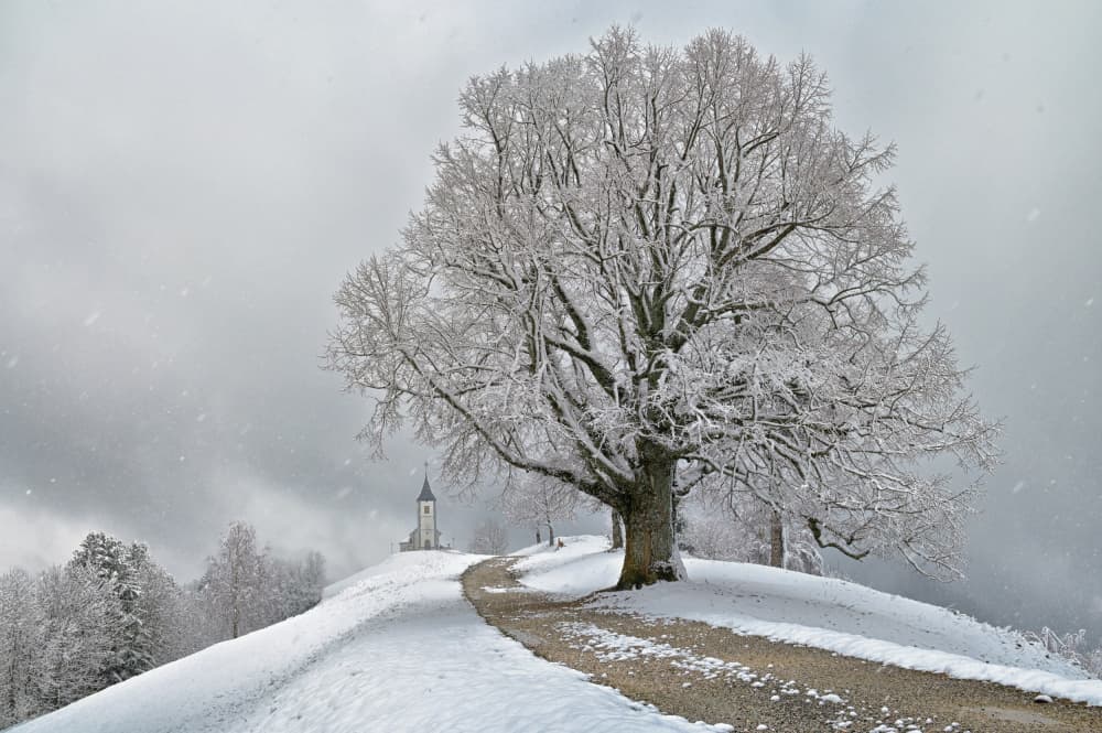 Frosted Winter Path by Drago Vogrinec — canvas wall art