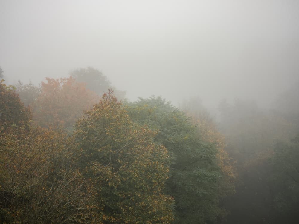 Foggy Autumn Forest by Raisa Zwart — canvas wall art