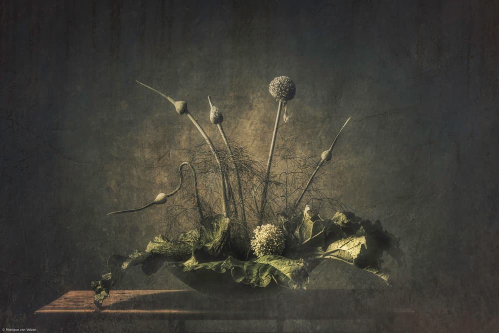 Dark Botanical Still Life by Monique van Velzen — canvas wall art