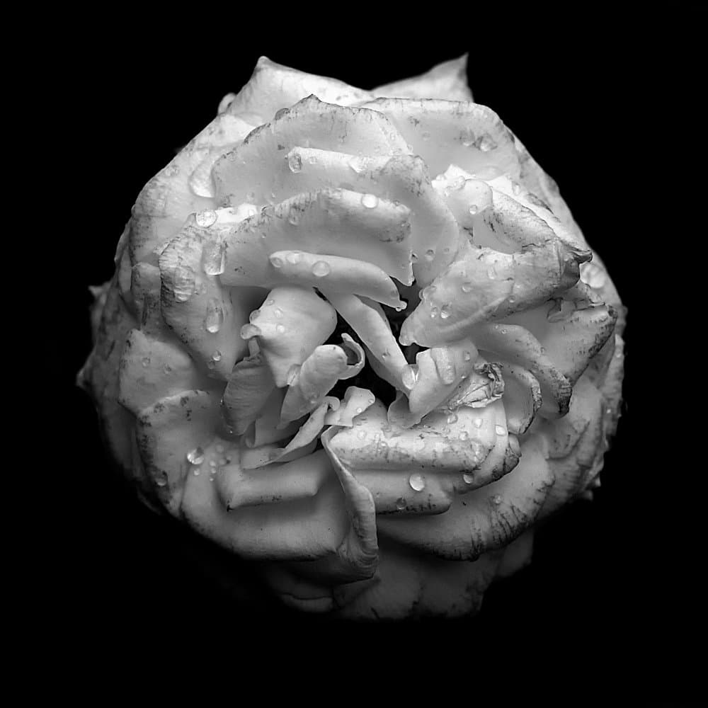White Rose Water Drops by Andrea Di Bello — canvas wall art