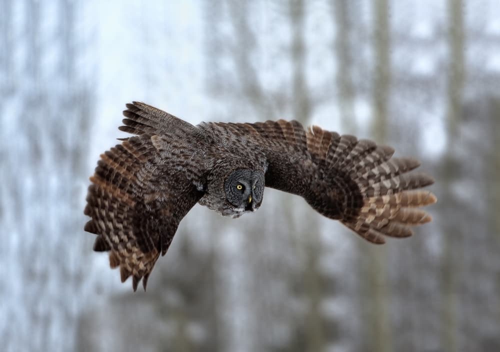 Gray Owl in Flight by Peter Stahl — canvas wall art