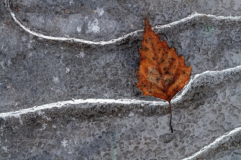 Frozen Autumn Leaf by Bertrand Kulik — canvas wall art