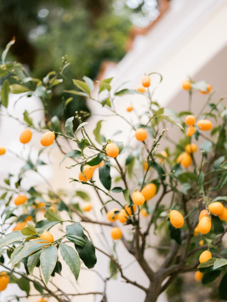 Orange Capri by Raisa Zwart — canvas wall art