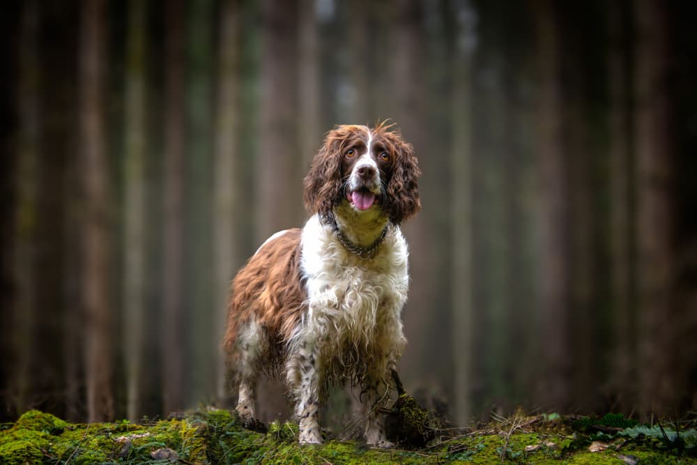 Muddy Forest Spaniel by Joško Šimic — canvas wall art