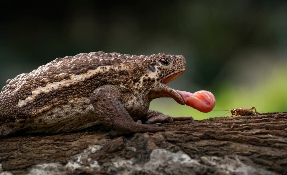 Toad Catches Cricket by Handi Nugraha — canvas wall art