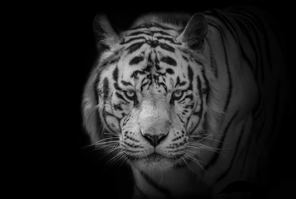 White Tiger Stare by Nauzet Baez Photography — canvas wall art