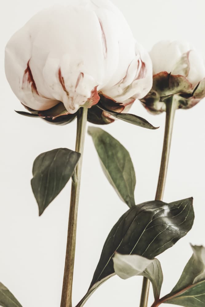 Soft White Peonies by Pictufy Studio III — canvas wall art
