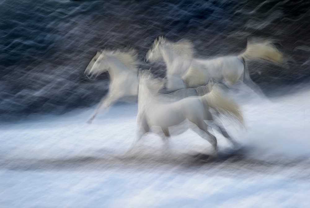 Galloping White Horses by Milan Malovrh — canvas wall art