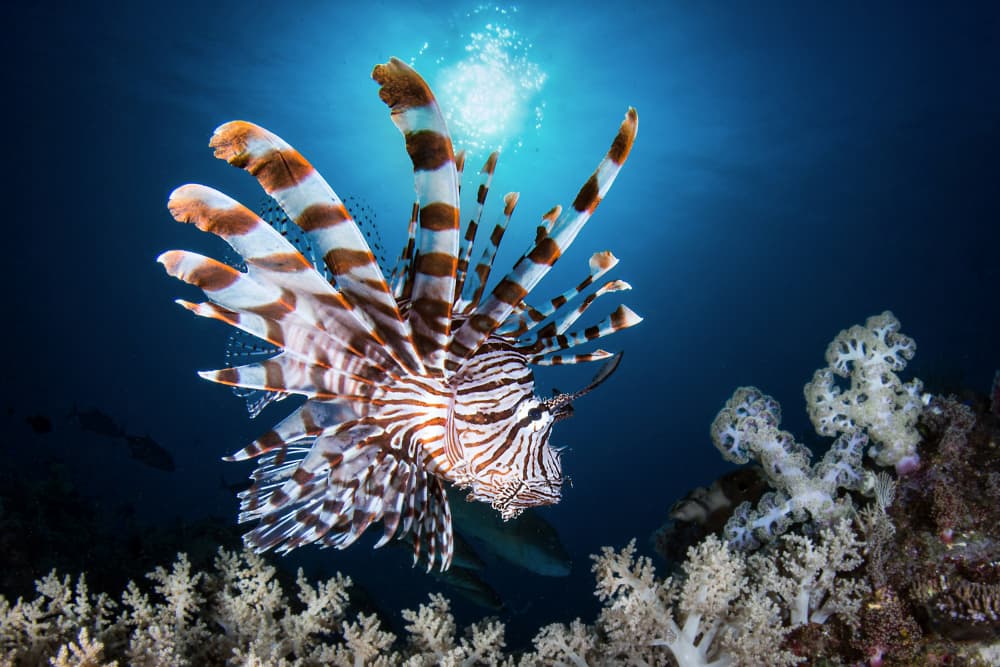 Striking Lionfish by Cédric Péneau — canvas wall art