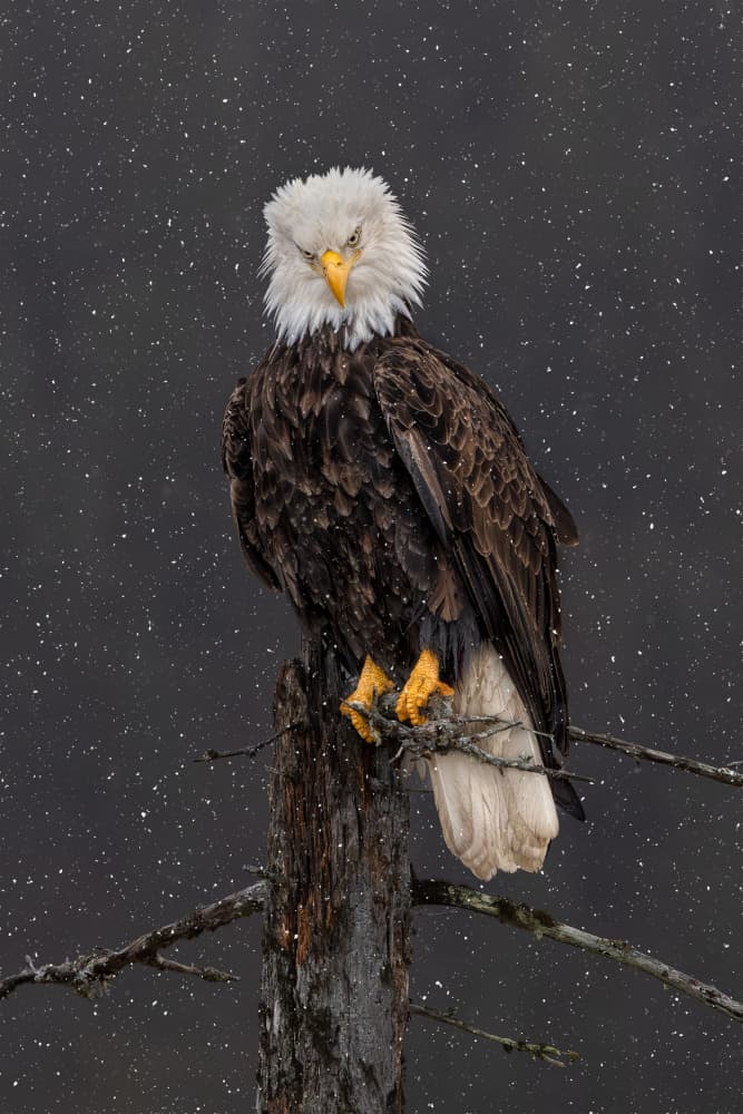 Snowy Eagle Portrait by Jun Zuo — canvas wall art
