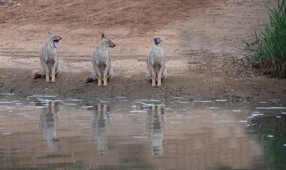 Golden Jackals Reflections by Mallal Moshe — canvas wall art