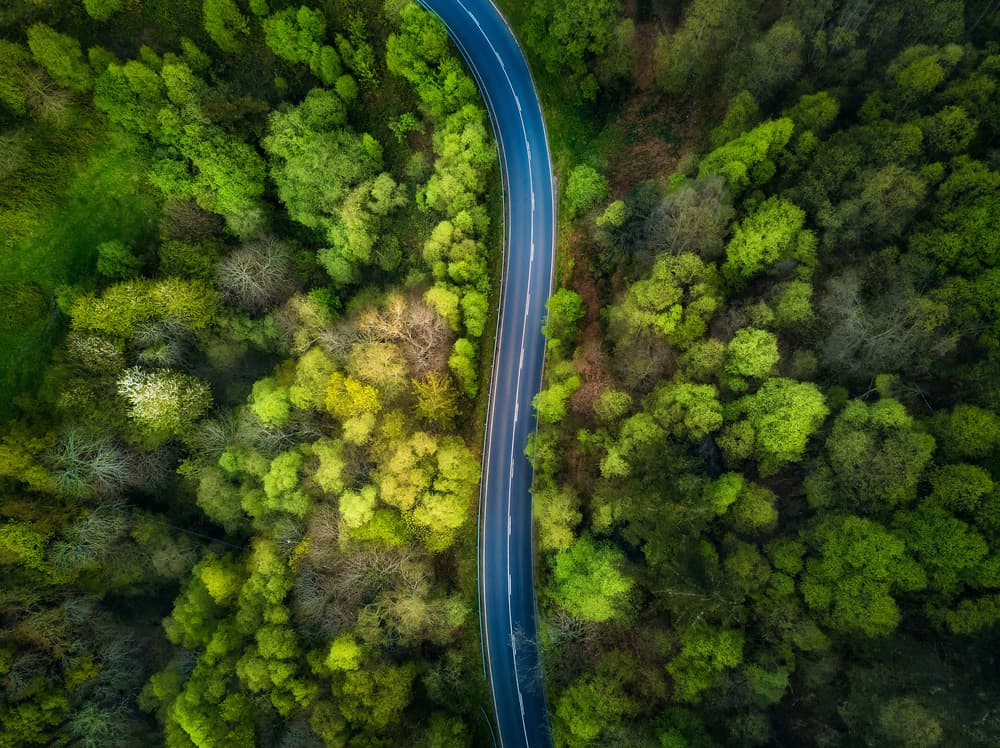 Winding Forest Road by Alfonso maseda varela — canvas wall art