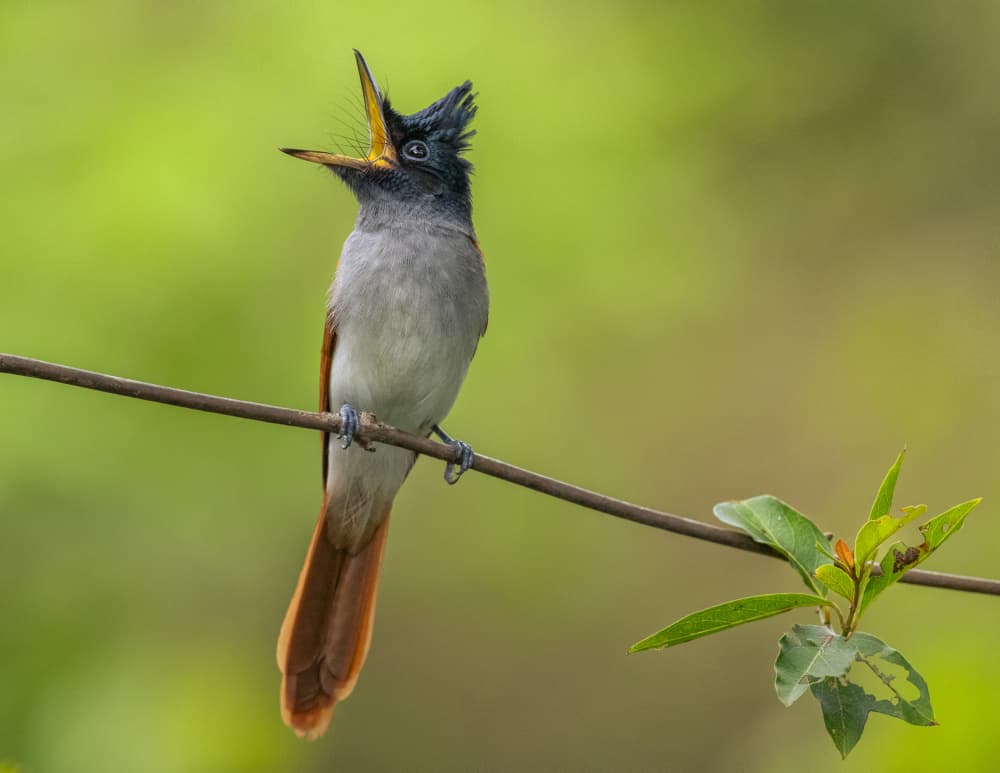 Singing Paradise Flycatcher by Chiranjib Chakraborty — canvas wall art