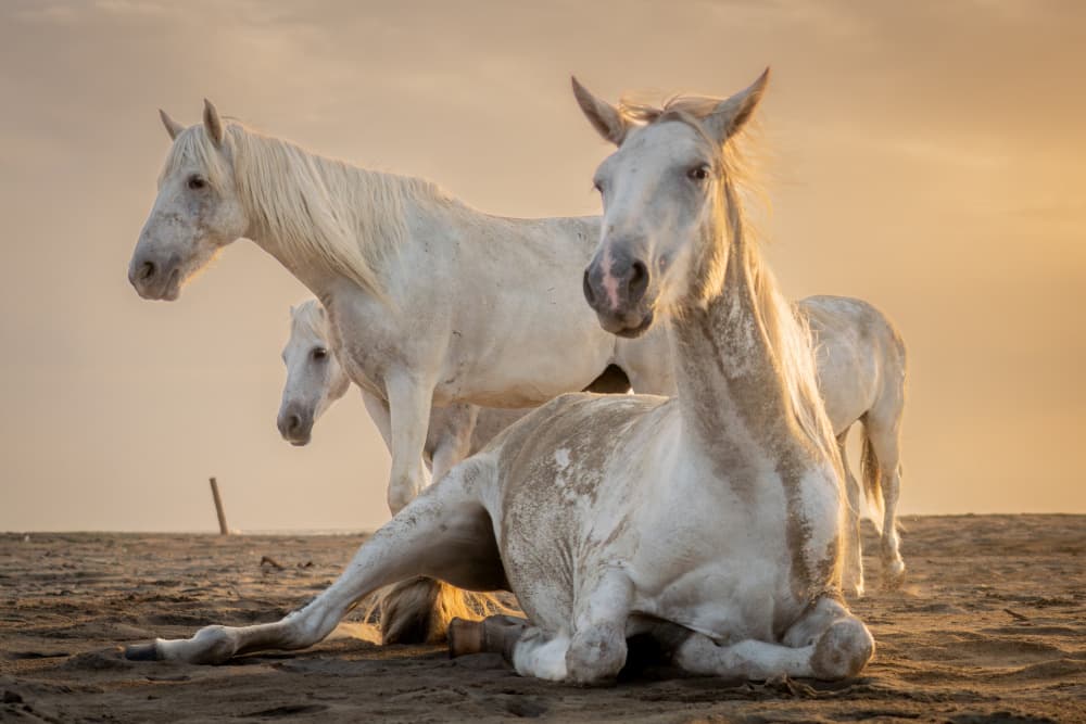 White Horses Golden Hour