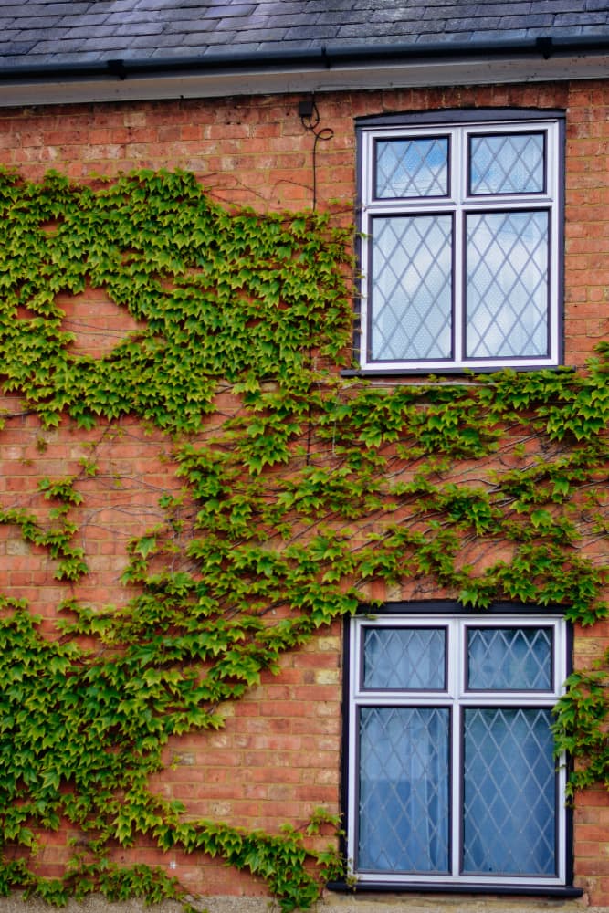 Ivy Covered Brick Wall by Dahlia Ambrose — canvas wall art