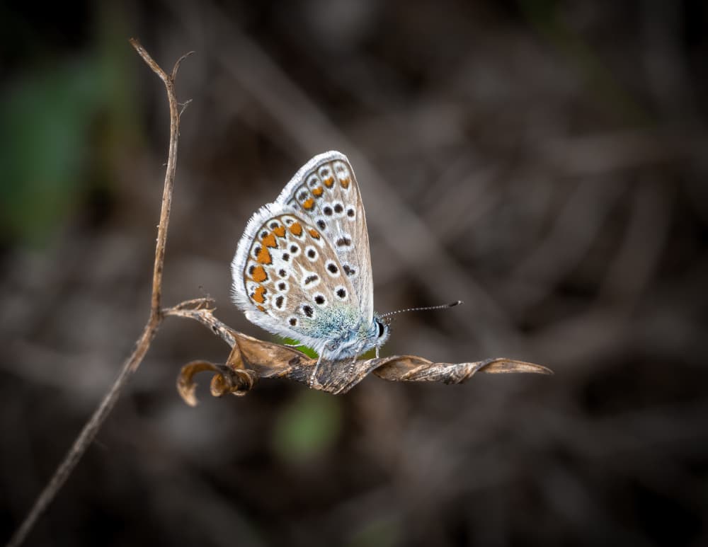 Delicate Blue Butterfly by Sergio Barboni — canvas wall art