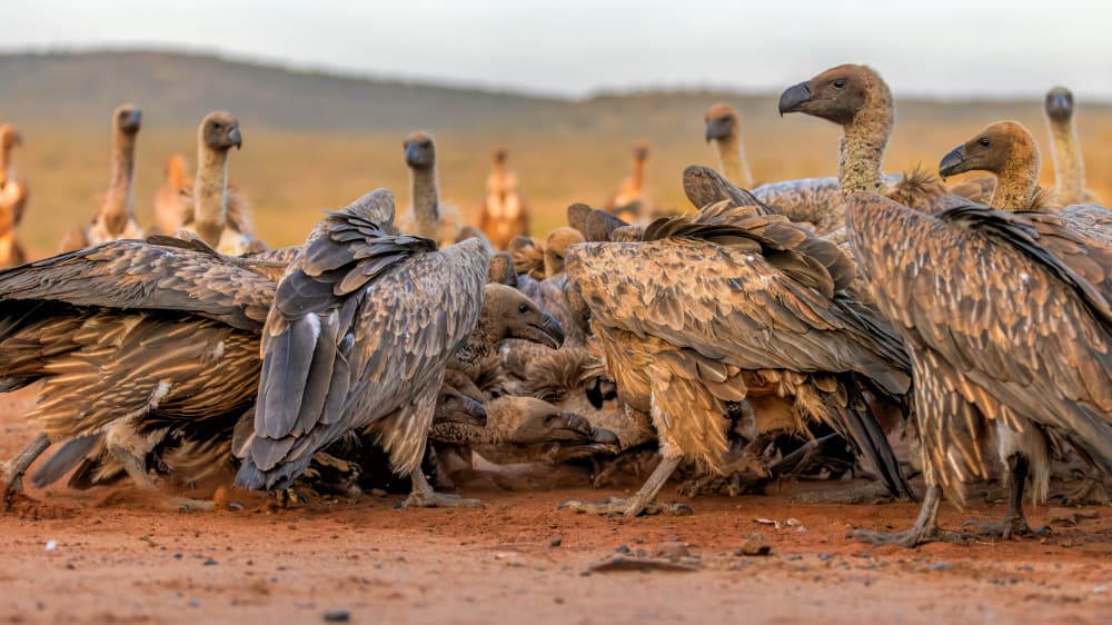 African Vulture Colony by Jun Zuo — canvas wall art