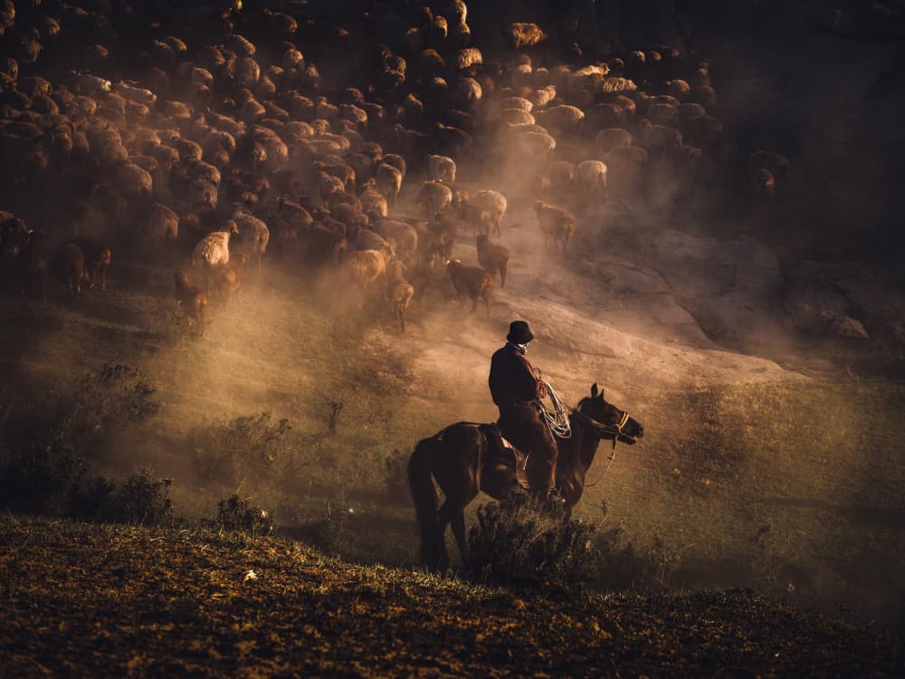 Dusty Shepherd Ride by May G — canvas wall art