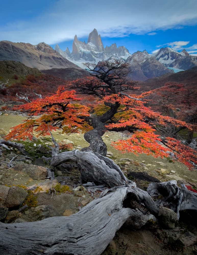 Autumn Tree Fitz Roy by Bing Li — canvas wall art