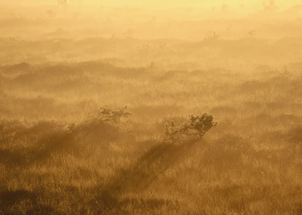 Tranquil Golden Wetlands by Hamed Bank — canvas wall art
