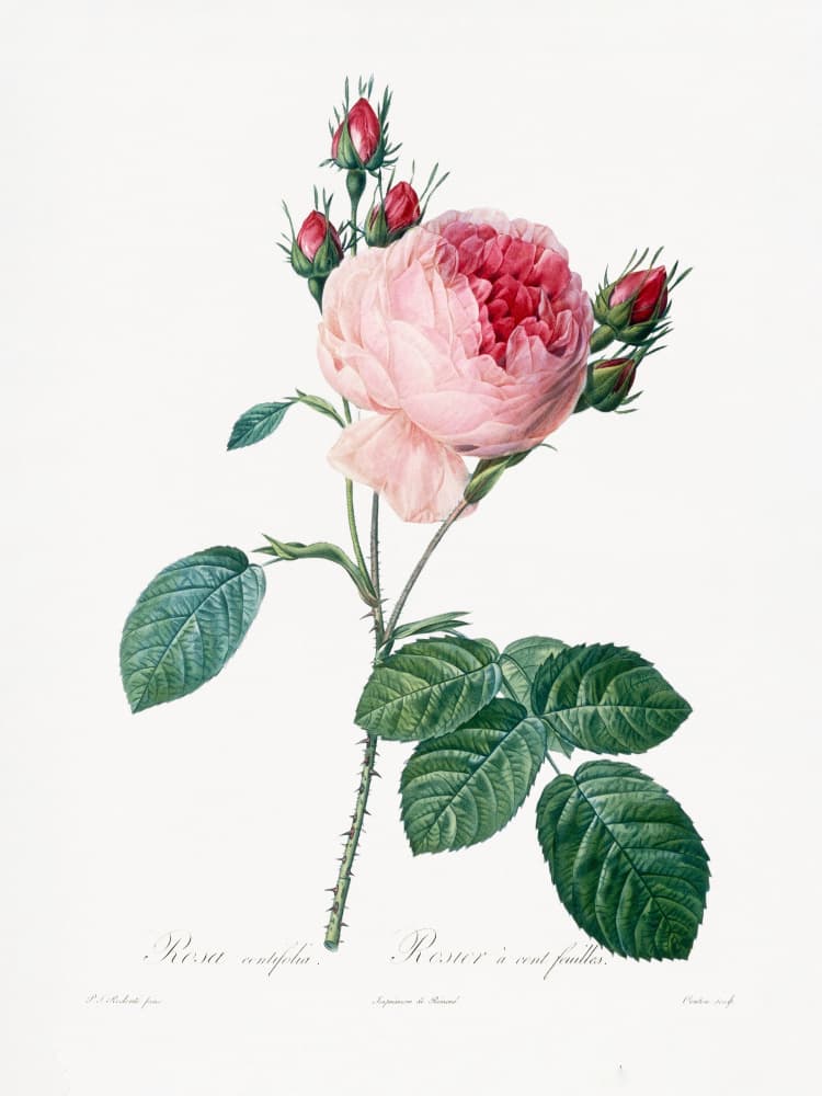 Rosier a Cent Feuilles, From Les Roses by Pierre-Joseph Redoute — canvas wall art