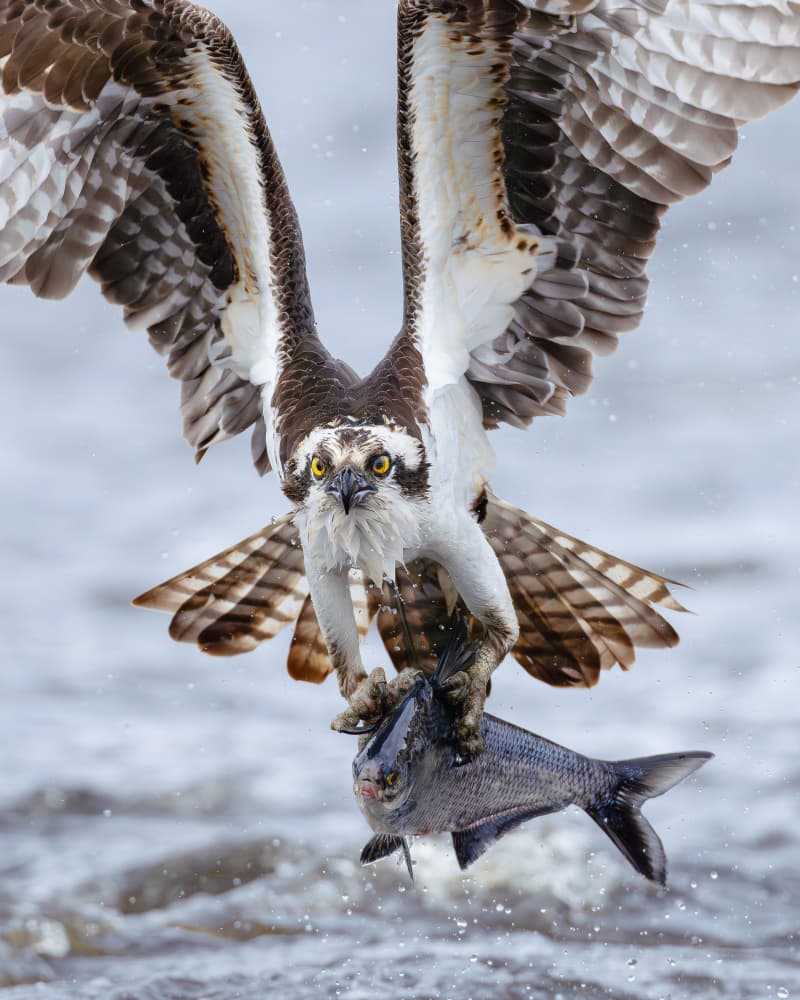 Osprey's Fresh Catch by Johnny Chen — canvas wall art